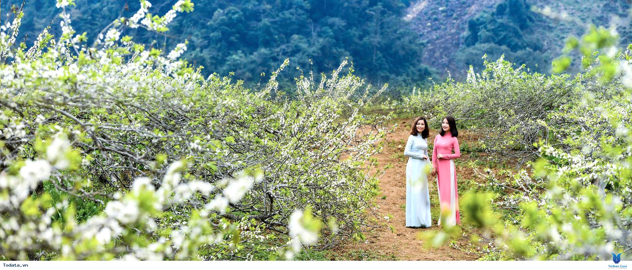 chương trình  HÀ NỘI - MAI CHÂU - MỘC CHÂU MÙA HOA - 2 Ngày 1 Đêm